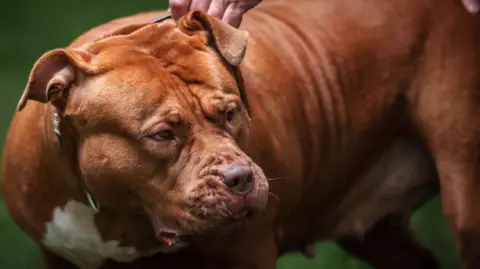 A calm brown Bully XL dog is held by its collar