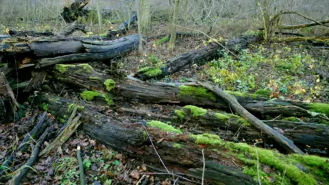 Getty Felled trees lie on ground of wood