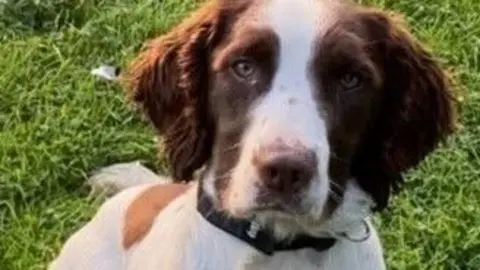 Police dog Bert seen sitting on grass.