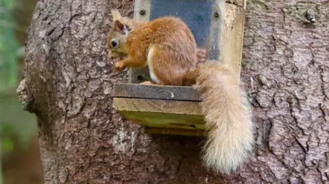 A red squirrel perched on a feeder attached to a tree.