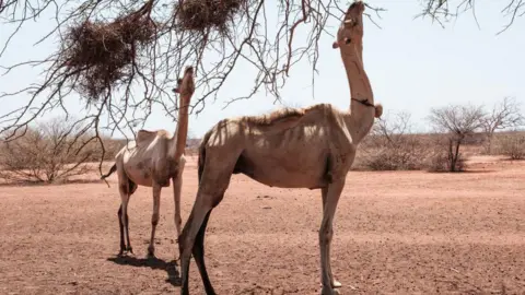 Getty Images Camels foraging on dried tree branches in northern Kenya