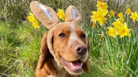 Julie Kemp A golden cocker spaniel dog with brown bunny ears on its head. The dog sits in a grassy field with yellow daffodils. 
