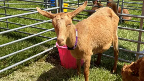 A rare breed goat pictured at the fair in 2023. There is a red bucket near it in its enclosure.