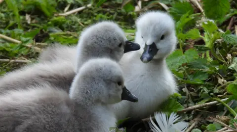 Bishop's Palace Three grey, fluffy cygnets sitting amidst greenery. Two of the cygnets are looking at each other.