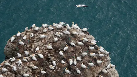 Getty Images El Reino Unido es conocido por sus grandes poblaciones de aves marinas nidificantes, como estos alcatraces.