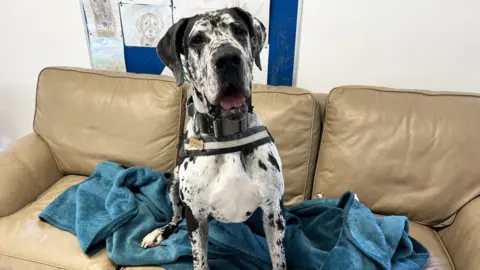 Nellie is a black and white great Dane. She has a grey and black collar round her neck and is sitting on a blue blanket on a beige leather sofa. Behind her is a blue pinboard that has drawings of dogs pinned on it. 