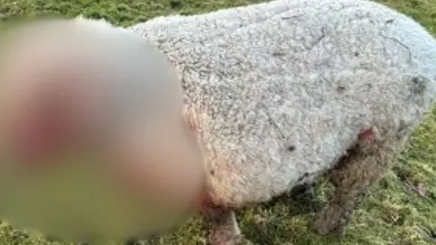 A sheep, with its head and upper torso blurred out. Redness, indicating blood, can be loosely detected beneath the blur.