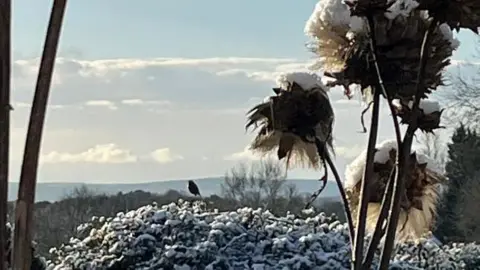 MargoMac/BBC Weather Watchers Close up of snow on plants with a bird and countryside in distance