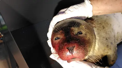 Tara Seal Research A dead seal pup with mouth rot is being held by two gloved white hands. It has a deep red face which looks badly infected. It is lying on a metal table.