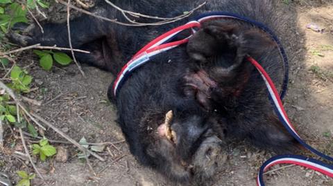 A close-up of Boris the pig lying on the ground with eyes shut, surrounded by slings and guiding lines