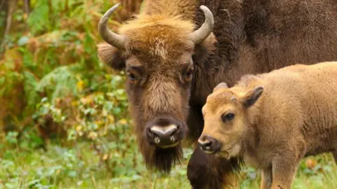 Tim Horton/Kent Wildlife Trust Bison calf with mother in woods near Canterbury 