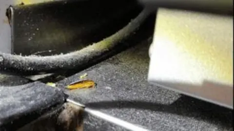 Reading Borough Council dead cockroach on a worksurface 