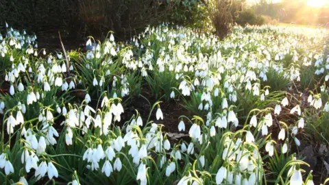A meadow full of snowdrop flowers extending into the distance.