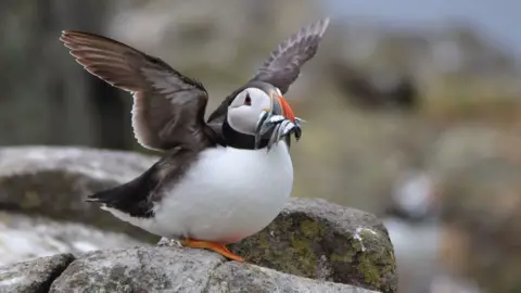 puffin