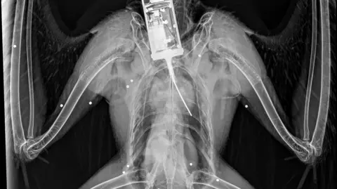 An X-Ray of a golden eagle with little white spots where shotgun pellets have lodged