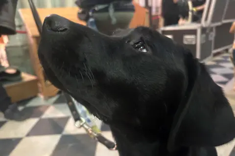 A close up of a black Labrador's head. He is looking upwards.