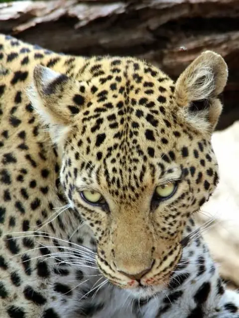 Ian Carswell A close up of a leopard. It has a beautiful yellow coat flecked with black spots and piercing yellow eyes.