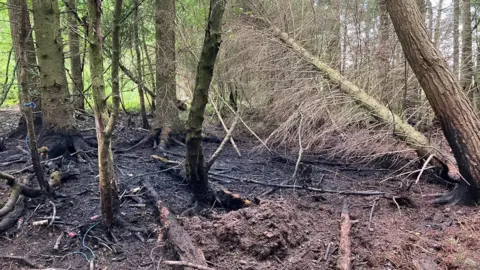 Fire damage to a forest