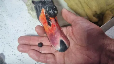 The Wildfowl Sanctuary A swan's nose with a ball bearing next to it
