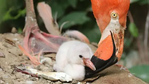 Paradise Park A flamingo looking at her chick. The flamingo has a black beak and the chick is white in colour and about as tall as its mother's beak.