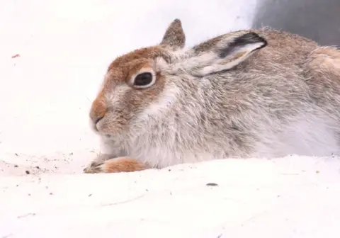 Louise West A brown and white mountain hare, crouched down on white snow.