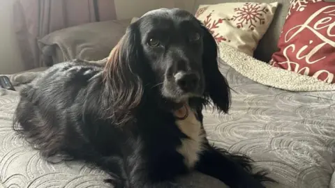 Matt Jack A black spaniel with white chest looks at the camera. She sits on a grey blanket with cushions.