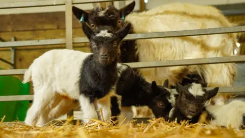 Noah's Ark Zoo Farm Three goat kids in a pen with their mother behind looking towards the camera. They have dark brown heads and collars and a white coat. One kid is standing and looking straight to camera, another is gently headbutting a kid lying in straw.