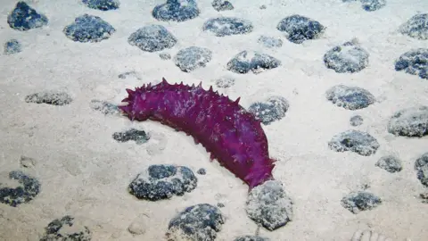 Rov Kiel 6000/Geomar sits on a seabed surrounded by a purple marine cucumber rock.