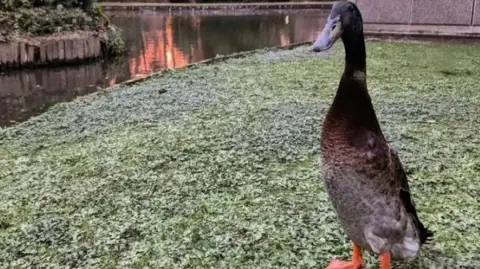 Long Boi pictured next to a lake on grass