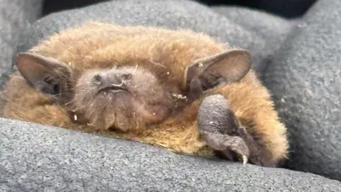 Close-up of a small brown bat resting inside a padded grey glove. The bat's eyes are closed, with one wing folded beneath its body and a small foot visible in the foreground.