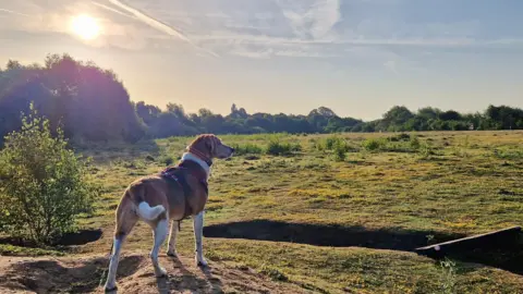 BBC Weather Watchers/Helen Earth A dog stands in a field in Holme Pierrepont, Nottinghamshire as the sun rises.