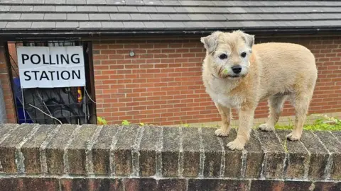 A small, short-haired, light brown coloured terrier dog is standing on a brick wall. In the background is a brick building with a black door and a sign saying "polling station"
