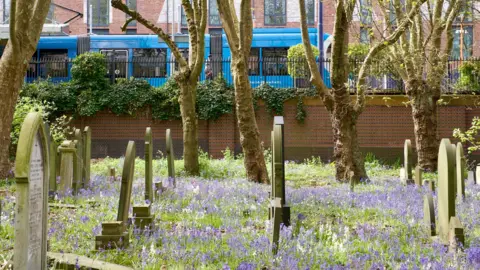 A vast array of bluebells in a cemetery with headstones dotted around and a blue Midlands Metro tram in the distance