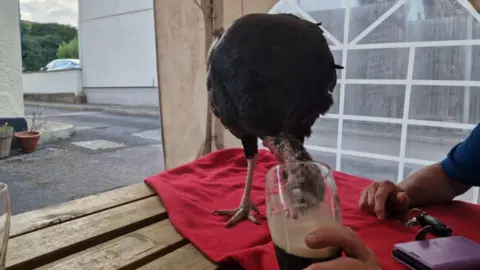 David Brooker A turkey puts its head in a pint glass