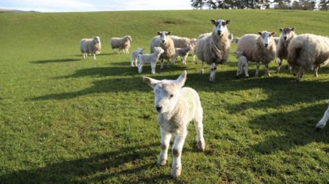 Stock photo of sheep and lambs