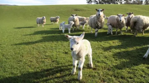 BBC Stock photo of sheep and lambs