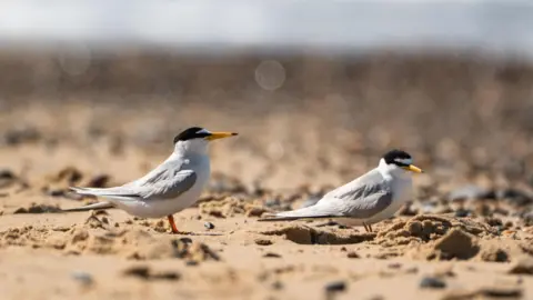 National Trust/PA Little terns on a beach. They have black feathers on the top of their heads and around their eyes, almost as though they are wearing sunglasses. The majority of their face and breast are white and their wings are grey. They have yellow beaks.