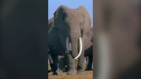 Wide shot of Echo the elephant looking directly at the camera 