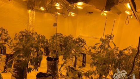 Suspected cannabis factory 