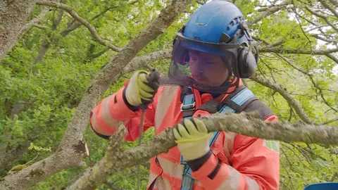 An arborist working above the ground in a tree canopy removes a branch using hand saw