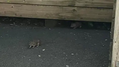 BBC Two rats emerge from under a wooden structure.