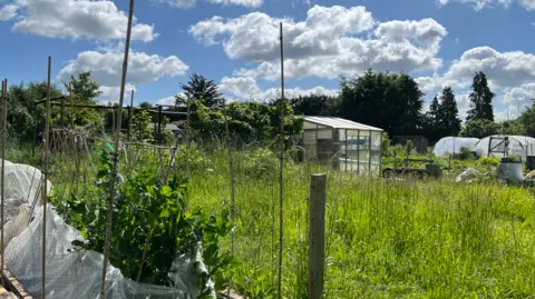 An allotment plot with lots of plants, garden canes and with a greenhouse and polytunnels in the background.  