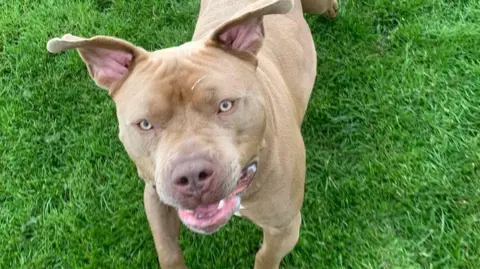 Reggie the XL bully jumping up towards the camera while outside on the grass. He is light brown and has light brown eyes.