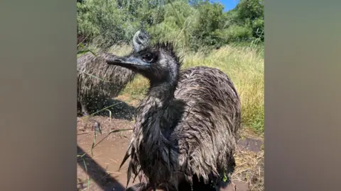 Brockswood Two emus in a muddy puddle, splashing around. They are in a field with lots of grass behind them.