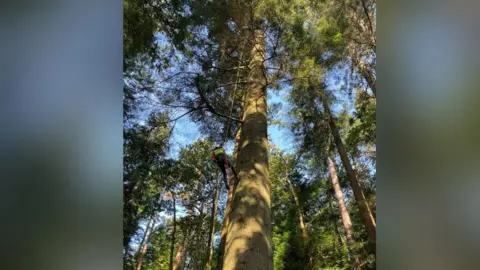 A tree surgeon climbing up the Grand Fir at Skelghyll Woods near Ambleside to measure it. The picture is taken from below and shows the man using a climbing rope.