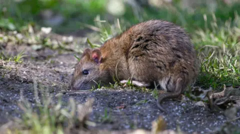 A brown rat sniffing the ground in a garden.