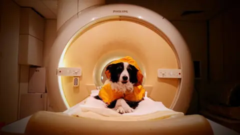 The image shows a border collie looking happy and relaxed as it sits on a fat bed that is inside the cylinder of a medical scanner. The dog has its paws crossed and is looking directly at the camera. 