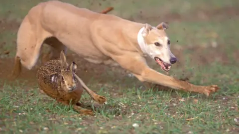 A brown coloured hare runs towards the cameras across a patchy grass field. It is being chased by a light coloured greyhound-type dog.