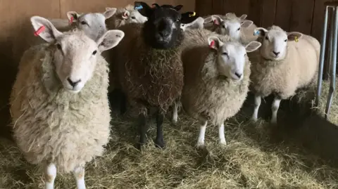 A small flock of sheep are seen looking at the camera in a barn with straw underneath them