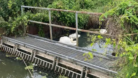 Marine and Wildlife Rescue A drainage pump at a dyke on the Broads, with the bodies of two dead swans and one live swan.